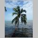 18. heel mooi, die schuine palmbomen langs het strand.JPG